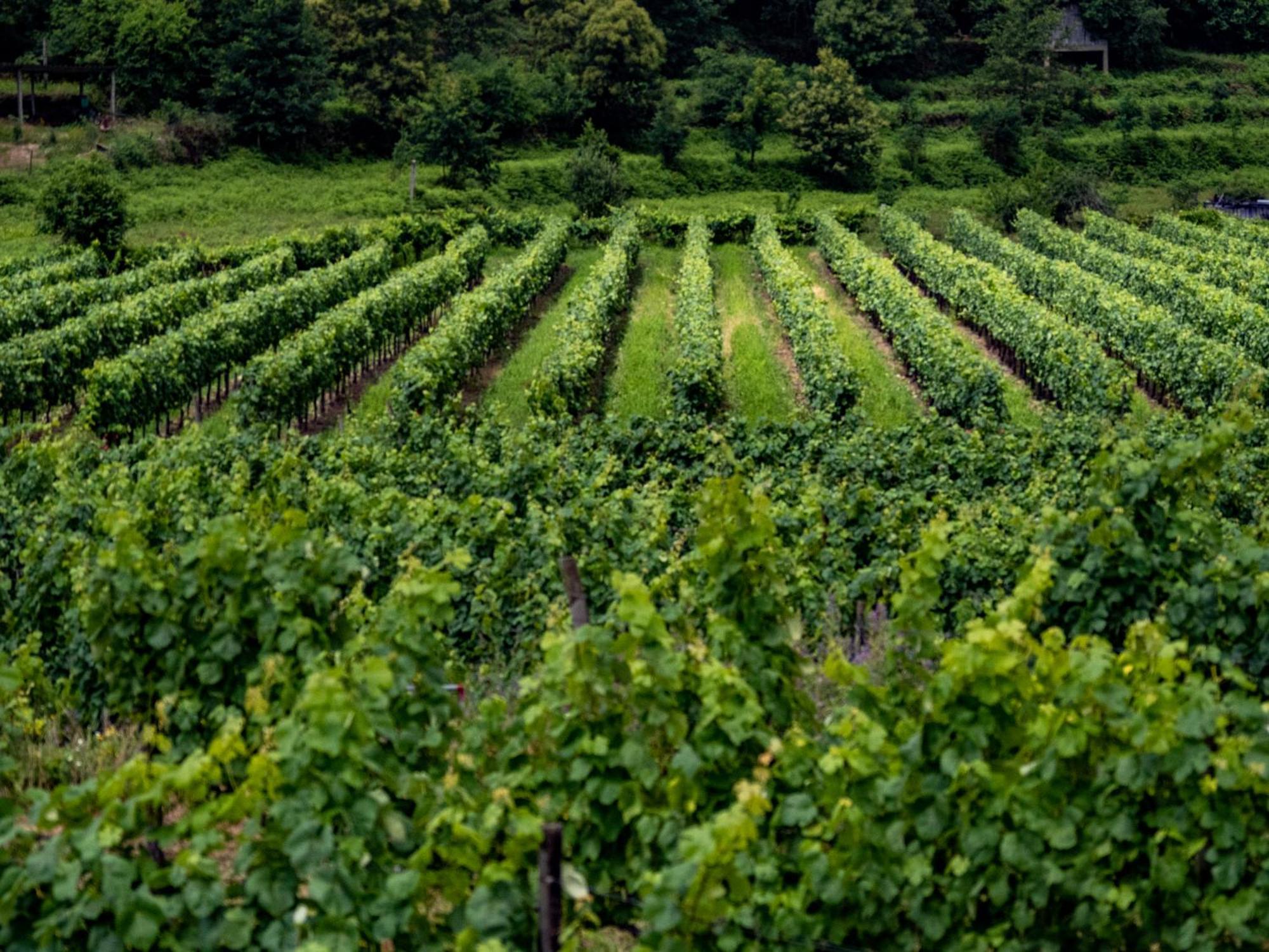 Quinta De Cypriano - Wine & Nature Понти-да-Барка Экстерьер фото