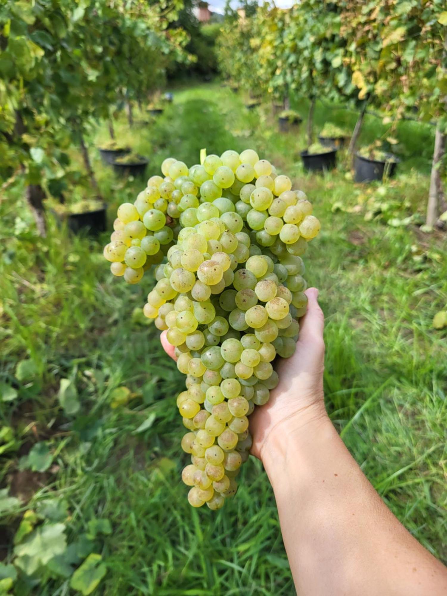 Quinta De Cypriano - Wine & Nature Понти-да-Барка Экстерьер фото